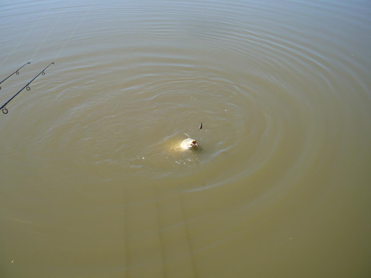 Magura 9 - 08.MAI.2014 - p1020357.JPG